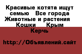 Красивые котята ищут семью - Все города Животные и растения » Кошки   . Крым,Керчь